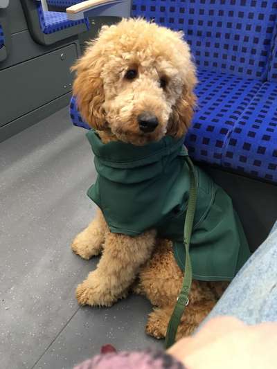 Alles rund um den Pudel-Beitrag-Bild