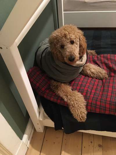 Alles rund um den Pudel-Beitrag-Bild