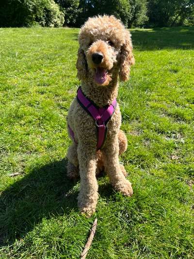 Alles rund um den Pudel-Beitrag-Bild