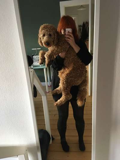 21. Collage Challenge 
Du und dein Hund-Beitrag-Bild