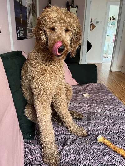 Tongue Out Tuesday-Beitrag-Bild