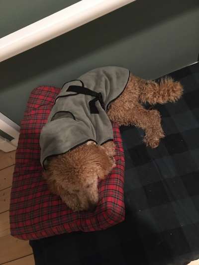 Alles rund um den Pudel-Beitrag-Bild