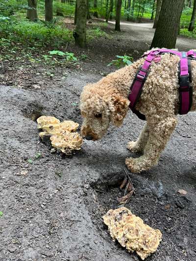 Dogorama Photo Challenge - Pilze-Beitrag-Bild