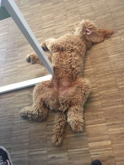 Alles rund um den Pudel-Beitrag-Bild