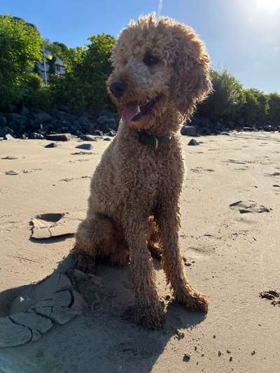 Alles rund um den Pudel-Beitrag-Bild