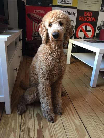 Alles rund um den Pudel-Beitrag-Bild