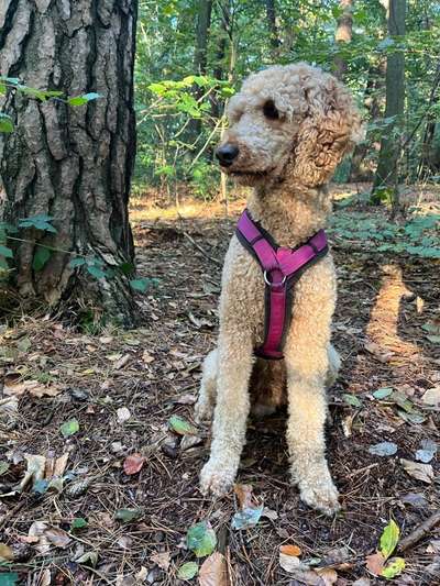 Alles rund um den Pudel-Beitrag-Bild