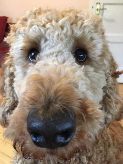 Zeigt mir die tollste Nahaufnahme von eurer Fellnase-Beitrag-Bild