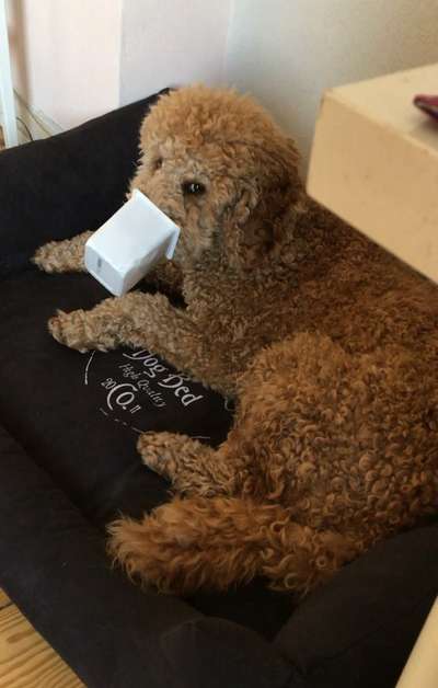 Fotochallenge 113: Auf frsicher Tat ertappt-Beitrag-Bild