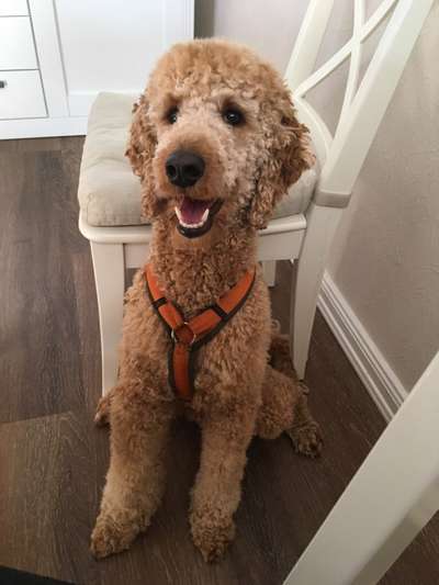 Alles rund um den Pudel-Beitrag-Bild