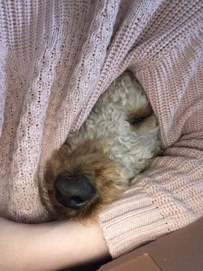 Dogorama Photo Challenge - Tarnung ist alles-Beitrag-Bild