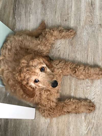 Alles rund um den Pudel-Beitrag-Bild