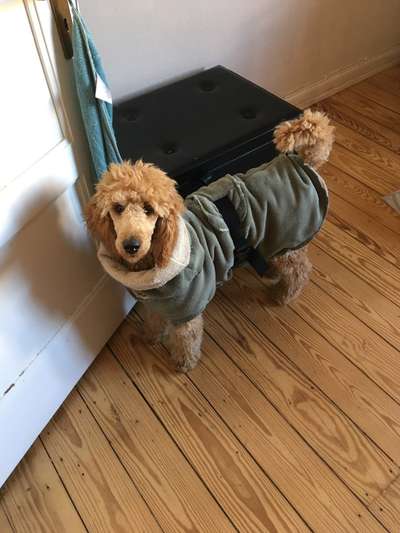 Alles rund um den Pudel-Beitrag-Bild