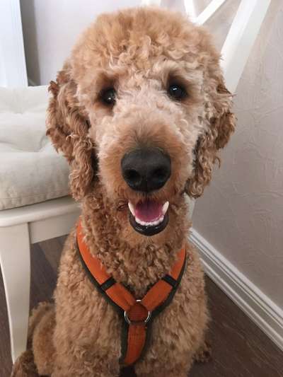 Alles rund um den Pudel-Beitrag-Bild