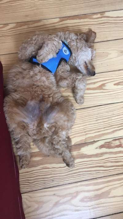 Alles rund um den Pudel-Beitrag-Bild