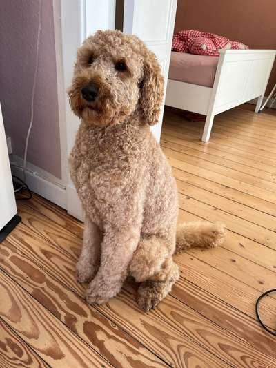 Alles rund um den Pudel-Beitrag-Bild