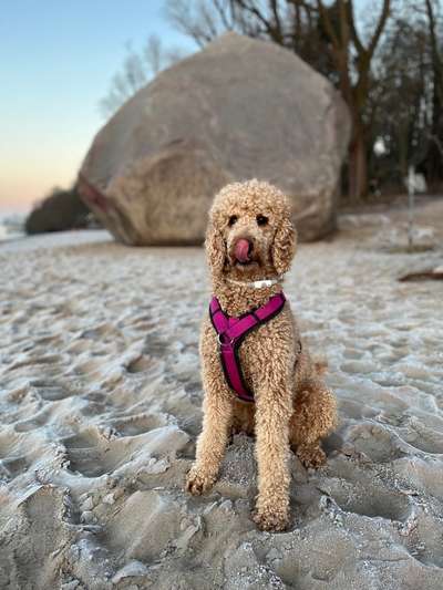 Dogorama Foto Challenge - Wanderziel-Beitrag-Bild