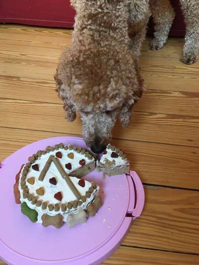 Alles rund um den Pudel-Beitrag-Bild