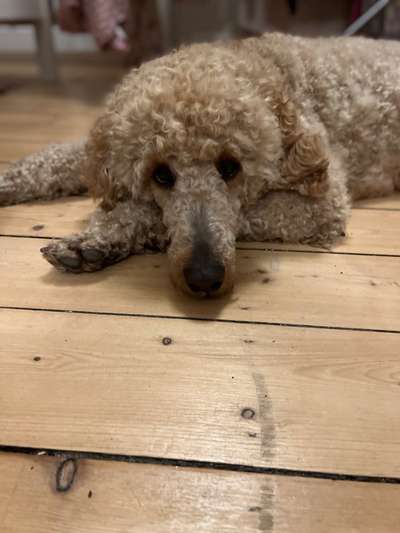 Alles rund um den Pudel-Beitrag-Bild