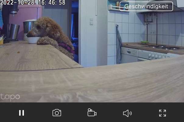 Gespräche zwischen Hund und Halter-Beitrag-Bild