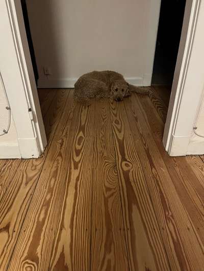 Top Dog-der Live Ticker Thread-Beitrag-Bild