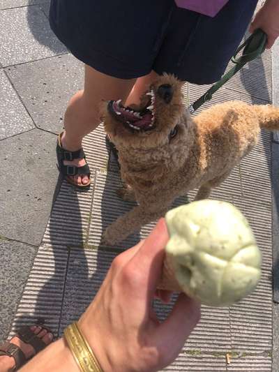 Fotochallenge NR. 123     -Karneval der Tiere--Beitrag-Bild