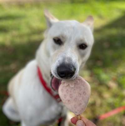Hundetreffen-Ruhigen Hund für Begegnungen gesucht!-Bild