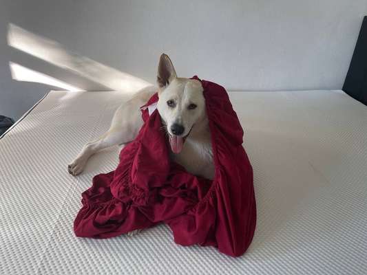 Weißer Schweizer Schäferhund-Beitrag-Bild