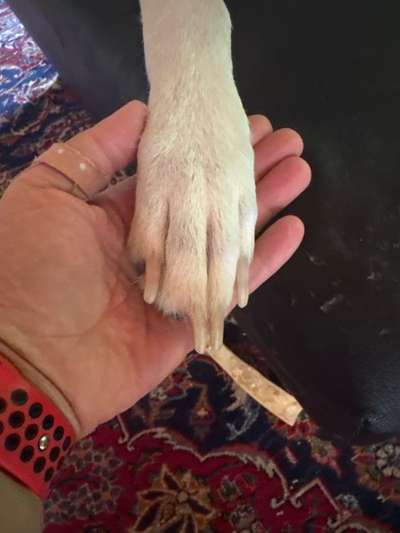 Krallen schneiden-Beitrag-Bild