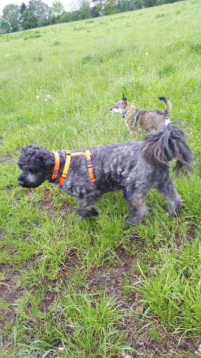 Weitere Große Schweizer Sennenhunde (oder andere große Rassen) hier?-Beitrag-Bild