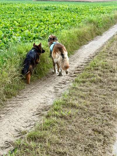 Hundetreffen-Gassi Runde Wegberg-Bild