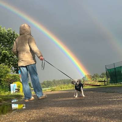 Hundetreffen-Gassi Partner, Spieltreffen-Profilbild