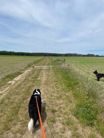 Hundetreffen-Social Walk Gruppe in GZ-Bild