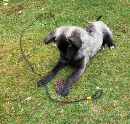 Hunde vom Tierschutzverein 🐕♥️-Beitrag-Bild