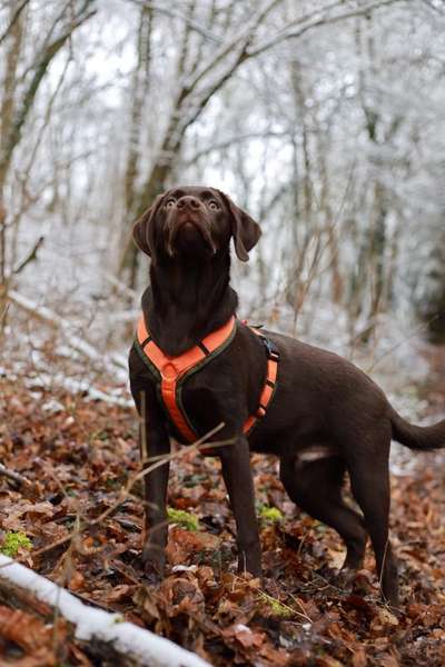 Hundetreffen-Gassi- u. Spielerunden-Bild