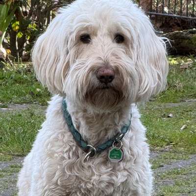 Goldendoodle-Beitrag-Bild