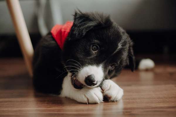 Welpen Bilder !-Beitrag-Bild