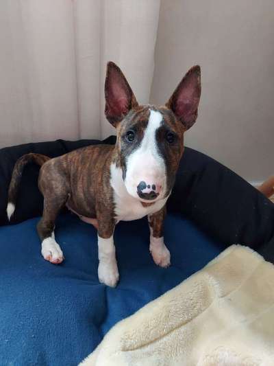 Miniatur Bull Terrier-Beitrag-Bild
