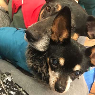 Hundetreffen-Hunde zum Spazierengehen-Bild