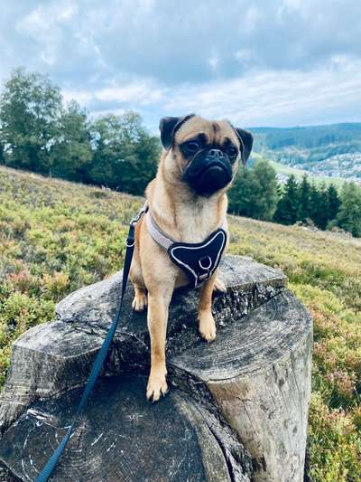 Puggle-Beitrag-Bild