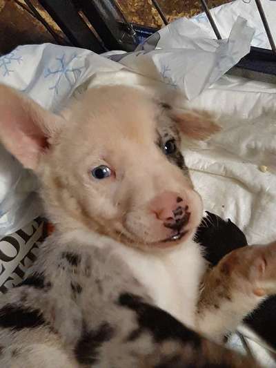 Welpen Bilder !-Beitrag-Bild