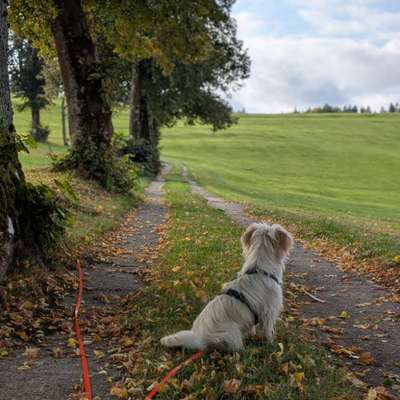 Hundetreffen-Gassi gehen an der Leine-Bild