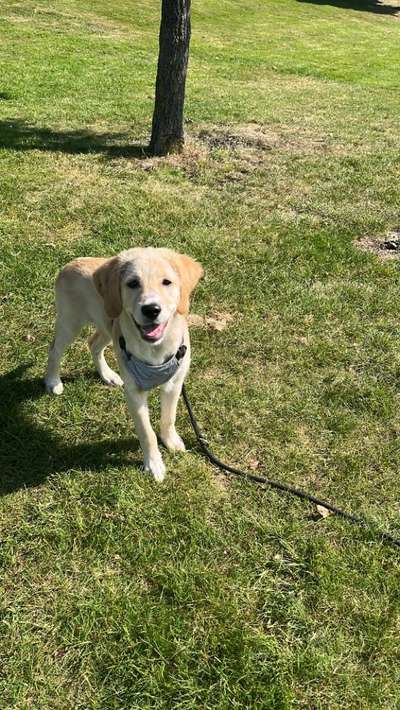 Hundetreffen-Lino sucht andere Hunde zum Spielen😊-Bild