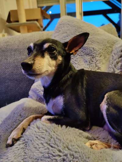 Wo sind die Zwergpinscher?-Beitrag-Bild