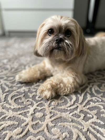 Mischlingshunde Foto Aufruf-Beitrag-Bild