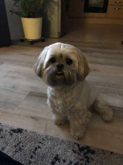 Shih Tzu von Jung bis Senioren-Beitrag-Bild