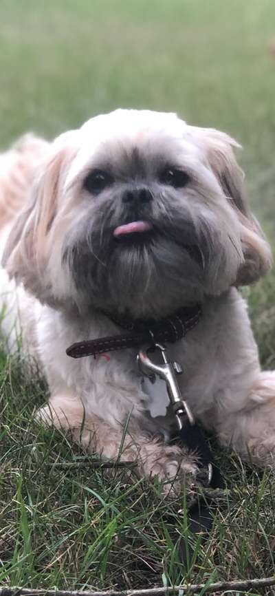 Dogorama Photo Challenge - Hundeblick zum hinschmelzen-Beitrag-Bild