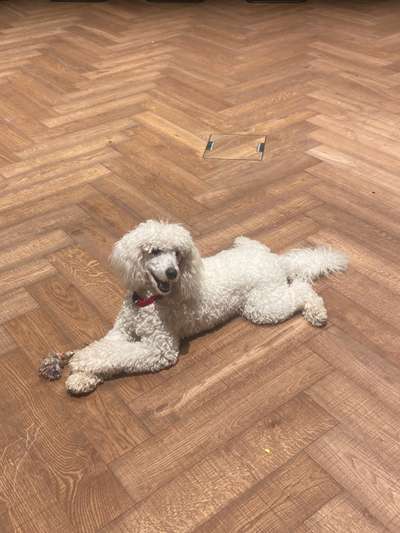 Handy Foto Challange Nr. 46  Happy Dog-Beitrag-Bild