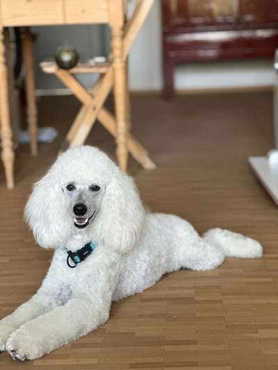 Schlappohren Suche <3-Beitrag-Bild