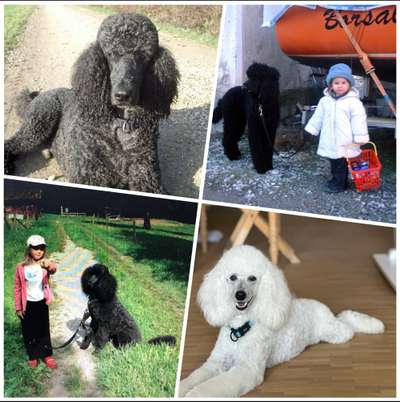 Unsere Fellnasen im Regenbogenland-Beitrag-Bild